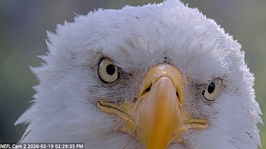 Bald eagle